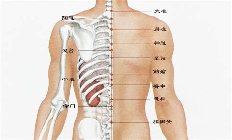 脊椎有痣|【脊椎上有痣】脊椎上冒痣，財富地位都不同！後背各部位痣相圖。